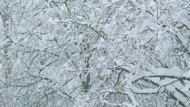 Background Of A Large Number Of Branches And Snow. Tree Leaves Covered With Snow.