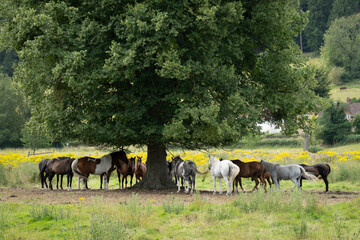 Horses standing under tree in summer meadow, Hambleden, Chiltern Hills AONB, Buckinghamshire,...