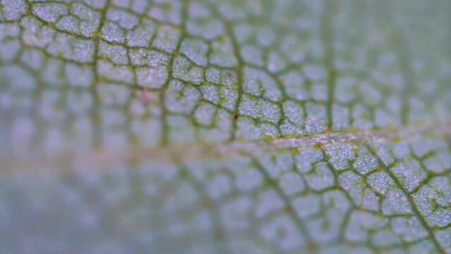 The surface of the sheet at high magnification. The venation of the leaves is clearly visible, orthogonal structure, polygons