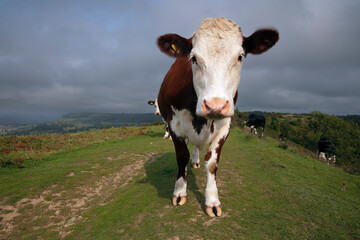 Cows wandering on Cam Long Down, Dursley, Cotswolds, Gloucestershire, England, United Kingdom,...