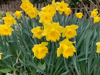 Fototapeta premium yellow daffodils in spring