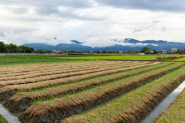 Fallow land prepare for sowing