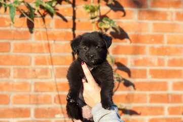 small black puppy on a  background