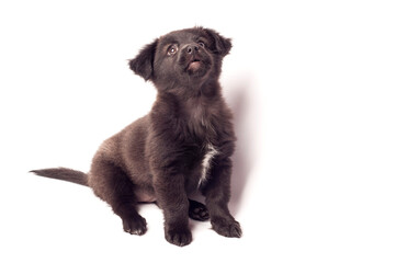 small black puppy on a white background
