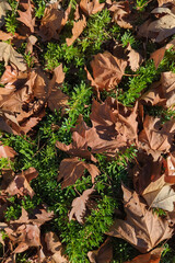 Colorful fall leaves on a background of greenery.