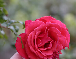 Photo of the garden of the village house on a rainy day. Pink, red, bright, soft and fragrant rose plant. Rose flower macro, blurry, clear shot. Rosa L., Rosaceae