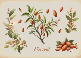 Watercolor Almond vintage retro poster design. Vector almond illustration, fruits theme.