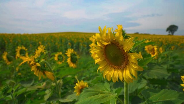 Sunflower in field garden on hill of countryside