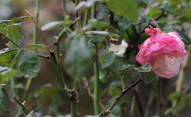 garden of village house on rainy day. light pink, red, bright, soft, fragrant rose plant. flower...