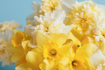 Yellow flowers daffodils background. Bouquet of yellow narcissus or daffodil Greeting Card for Mothers Day, Birthday, March 8.