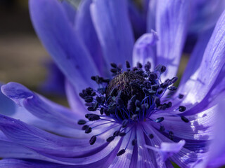 Makroaufnahme einer violetten Blüte mit Fokus auf Staubblätter