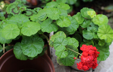 Photo of Pelargonium zonale inquinans, Pelargonium hybrida L grown in pots in fertile soil in village garden. lush fresh organic natural green leaves, pink red flowers in rainy day. pastel, background
