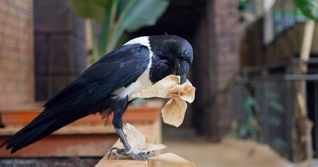 Magpie pulls paper from trash can, carries in beak, highlighting pollution issue. Action emphasizes...