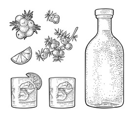 Glass and bottle gin, lime, branch juniper. Vintage vector engraving