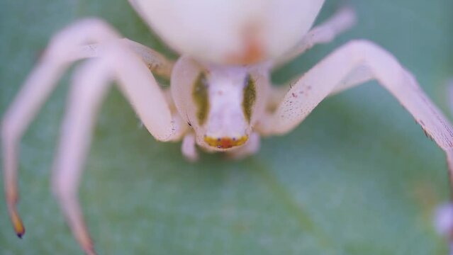 Flower Spider, crab spiders (Thomisidae), This arthropod has a protective coloration depending on the color of the flowers (color morphs). Ultra Macro Portrait