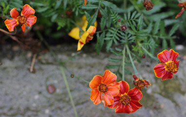 Photo Tagetes Patula grown in fertile soil in village garden. lush fresh natural green leaves,...