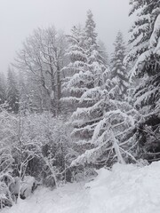 snow covered trees in winter