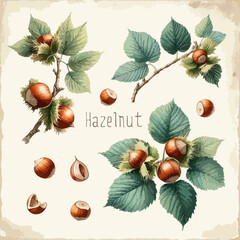 Watercolor hazelnut vintage retro poster design. Vector hazelnut illustration, fruits theme.