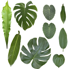set of green leaves, tropical leaves, transparent background