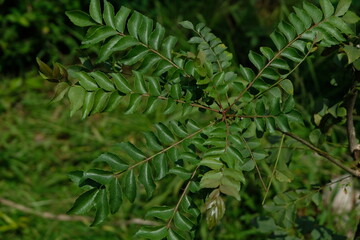 Curry leaves plant in the garden