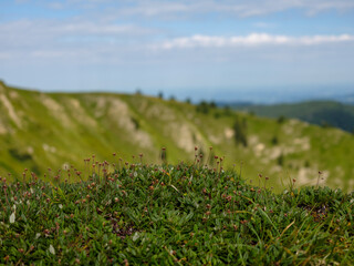 Obraz premium Alpine Pflanzen im Vordergrund mit unscharfem Bergpanorama im Hintergrund