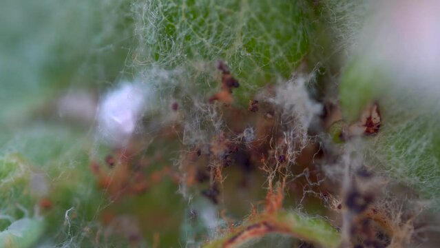 Forestry and gardening, desinsection. The result of the activities of forest pests. The leaf of the tree is wrapped in cobwebs and shat after feeding the caterpillars, gnawed on the leaves