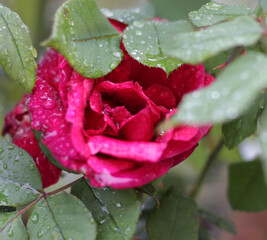 garden of the village house on rainy day. Pink, red, bright, soft fragrant plant. woody perennial plant of genus Rosa flower, blurry, clear shot. Rosa L., Rosaceae. raindrops on flower macro.
