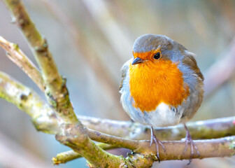 European Robin (Erithacus rubecula) in National Botanic Gardens, Dublin