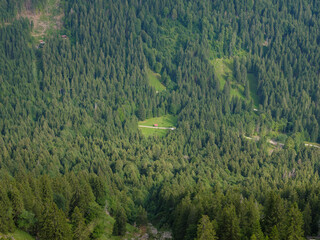 Alleinstehende Almwiese im dichten Tannenwald der Allgäuer Alpen