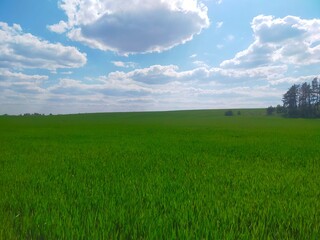 Field of green grass, wallpaper, background