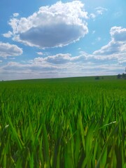 Field of green grass, wallpaper, background