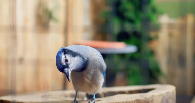 Blue jay vibrant symbol of North American nature stands out in close-up. Beautiful blue jay against blurred background highlights nature's beauty Blue jay emblematic of wild avian grace.