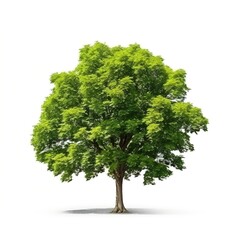 Fototapeta na wymiar single green maple tree