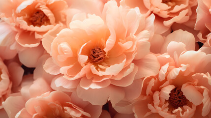 Fototapeta premium Close Up Macro of Beautiful Peonies in Peach Fuzz Color of the Year 2024