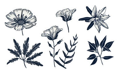 Set of elegant silhouettes of fall flowers, branches and leaves. hand-drawn vector botanical elements, illustration