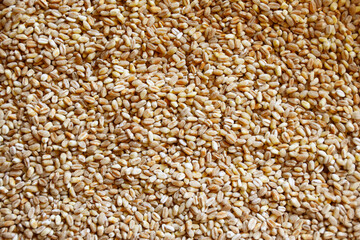 Barley texture background. Wheat grain texture, bread cereals. Pearl barley grains texture