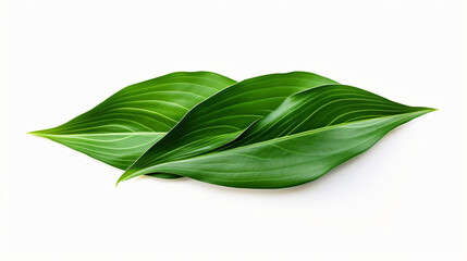 Green tropical leaf of cordyline fruticosa
