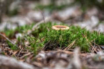Lactifluus volemus (voluminous-latex milky)