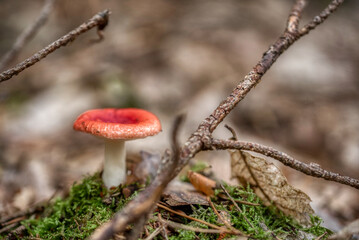 Two russula rosea growing in the woods - obrazy, fototapety, plakaty