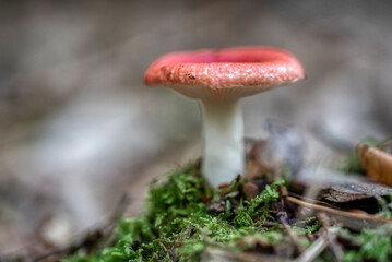 Two russula rosea growing in the woods