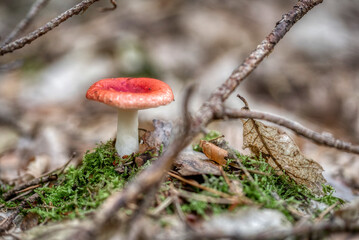 Two russula rosea growing in the woods