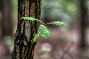 branch and leaves of oak tree