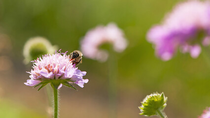 bee at work on clover flower collecting pollen. bright delicate pink clover flower, honey bee....