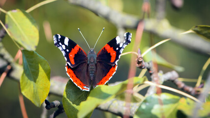 Butterfly Admiral. big beautiful butterfly on a green background top view. Vanessa atalanta close -...