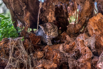 The cat looks to the side and sits on a green lawn.