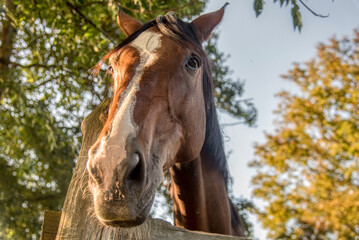 portrait of beautiful male horse with white spot in forehead