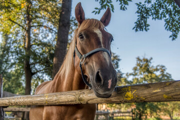 Obraz premium portrait of beautiful male horse with white spot in forehead