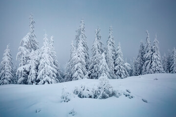 Incredible winter landscape after a heavy snowfall on a frosty day.