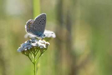 The blue butterfly, Pseudophilotes bavius, sits on white wildflowers on a beautiful summer day. macro with selective focus. isolated on natural blurred background. autumn season. beauty of nature