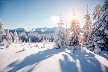 Fabulous view of snow-capped spruces on a frosty day glowing by sunlight. - obrazy, fototapety, plakaty